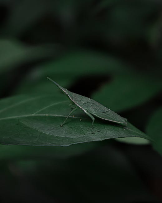 Close-up of a green leaf with a small, green leafhopper insect resting on its surface, showcasing the insect’s elongated body, delicate legs, and slightly pointed head, with the leaf’s prominent v
