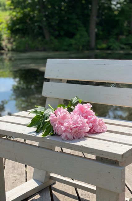 A bouquet of light pink peonies with lush green leaves is casually placed on a white wooden bench near a body of water, with trees and foliage blurred in the background. The flowers appear fresh, with