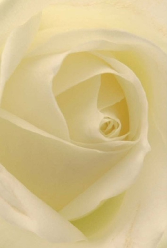The close view of this classic white rose reveals a true harmony between nature's mastery and the experienced hands of an East Ham florist. At its center, the petals spiral gracefully, each fold emanating an ethereal glow beneath soft, ambient light-like early sun streaming over East Ham's tree-lined avenues. Velvety to the eye and coolly radiant, the petals melt from clean white to creamy vanilla at their edges, layered in a flawless, near-geometrical sequence. Gentle shadows slip between each fold, offering depth that draws you in, echoing the tranquility found in the quiet corners of Priory Park. There's an air of unyielding serenity about the bloom; it captures both the purity of innocence and the quiet resilience of tradition, making it an ideal tribute for new beginnings, heartfelt apologies, or as an understated centerpiece at a wedding reception in local East Ham halls. Subtle highlights lend the composition a luminous clarity, while a trace of imagined fragrance-crisp, sweet, soothing-seems to settle over the image, reminiscent of walking past blossoming roses near the East Ham Library gardens. Presented by East Ham Flowers, this rose is more than a botanical specimen: it is a lived moment, a reflection of memories and feelings expressed in silence. Crafted for occasions where grace and distinction matter, it offers a beautifully balanced symbol of hope, gratitude, and memory that flourishes locally.